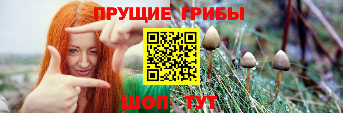 Медногорск  Галлюциногенные грибы прущие грибы  Псилоцибиновые грибы Cubensis  Вход с VPN 